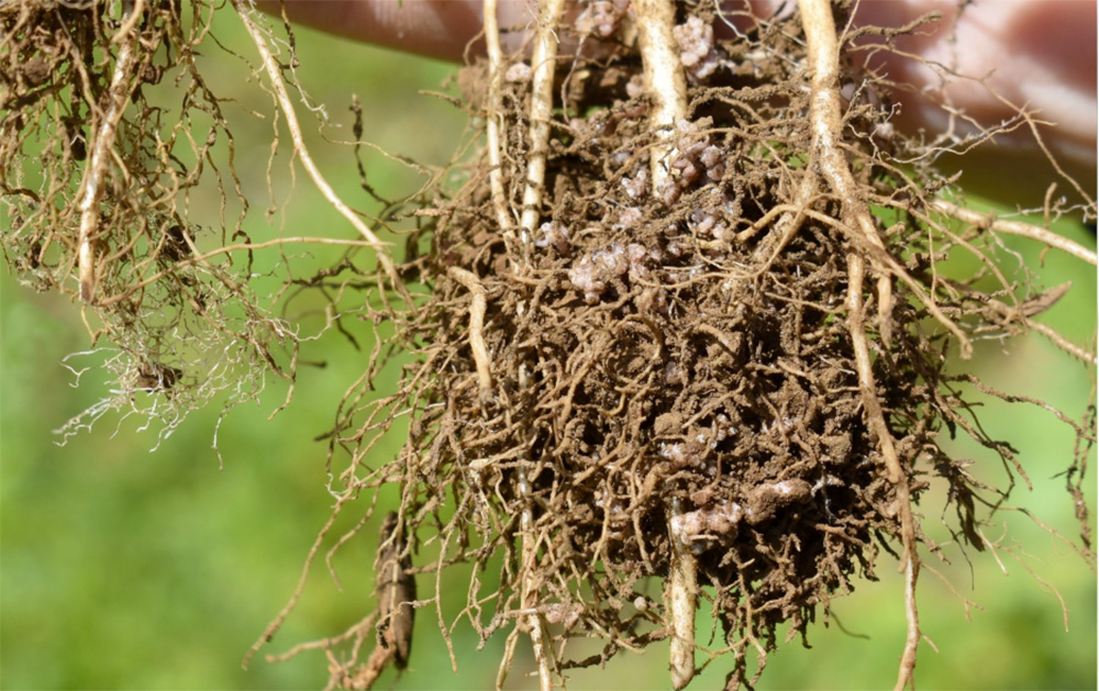 Alfalfa - mala nodulacion